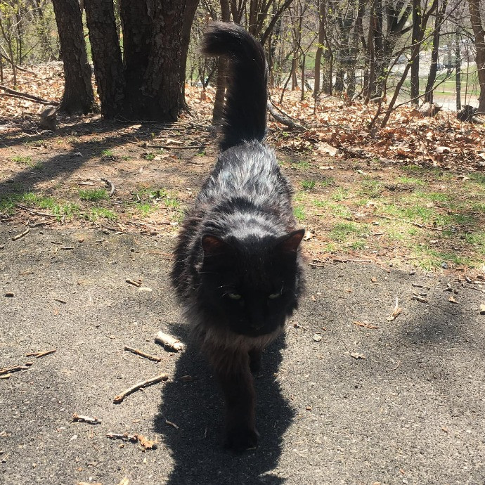 Lifelong Cat Loaf Lover