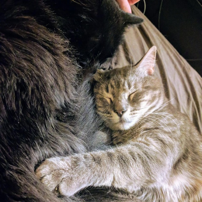 Lifelong Cat Loaf Lover