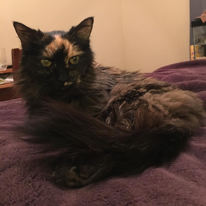 Lifelong Cat Loaf Lover