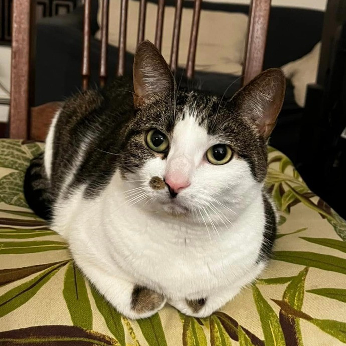 Lifelong Cat Loaf Lover
