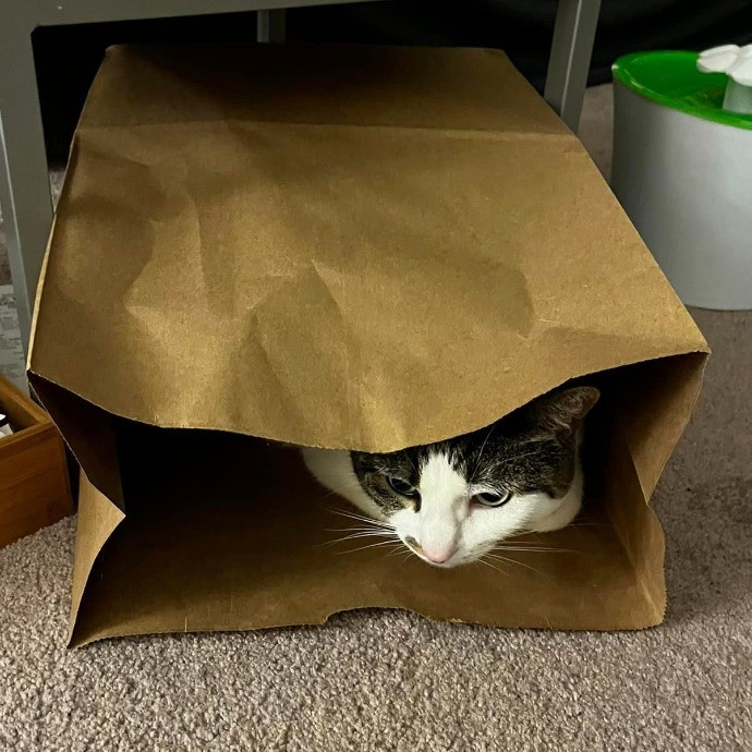 Lifelong Cat Loaf Lover