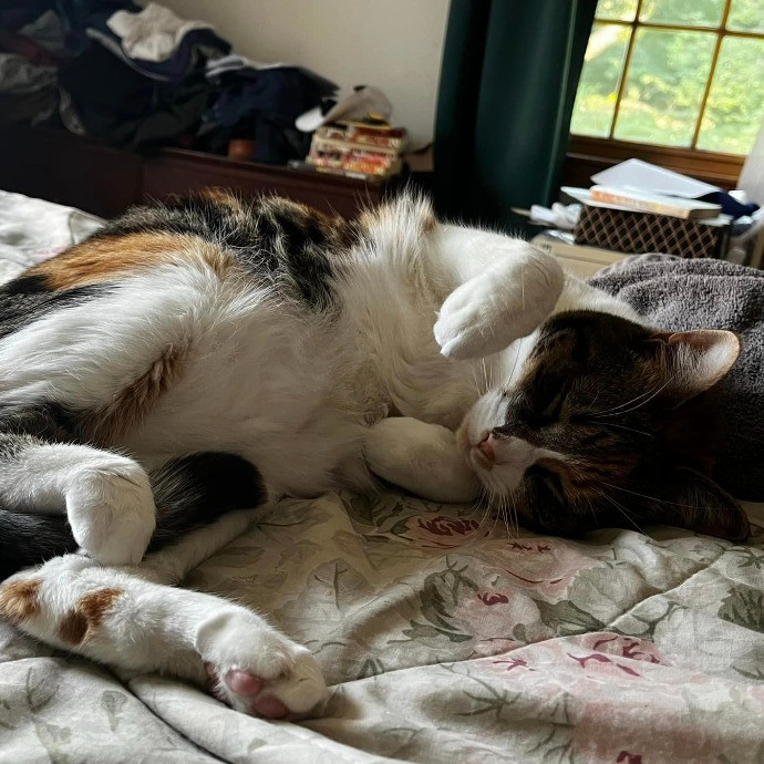 Lifelong Cat Loaf Lover