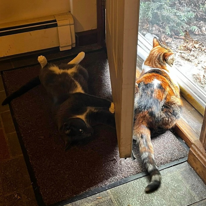Lifelong Cat Loaf Lover