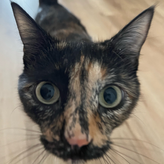 Lifelong Cat Loaf Lover