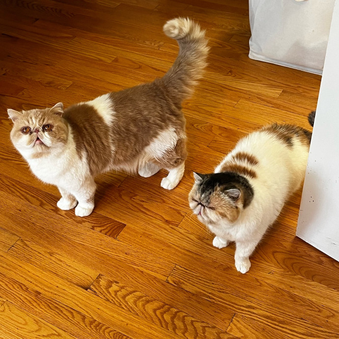 Lifelong Cat Loaf Lover