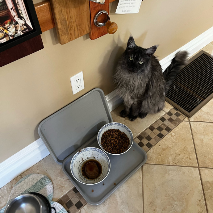 Lifelong Cat Loaf Lover