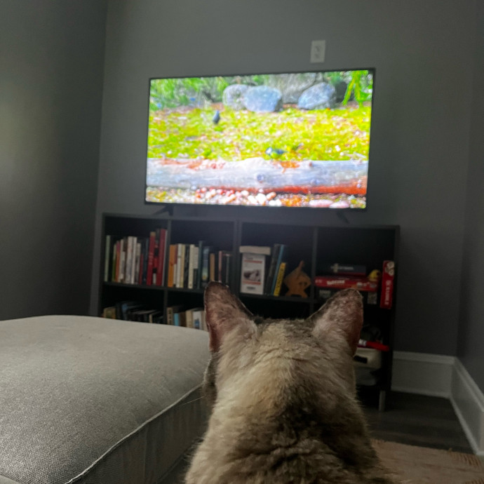 Lifelong Cat Loaf Lover