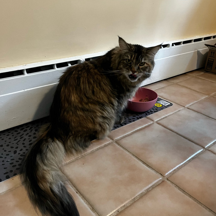 Lifelong Cat Loaf Lover