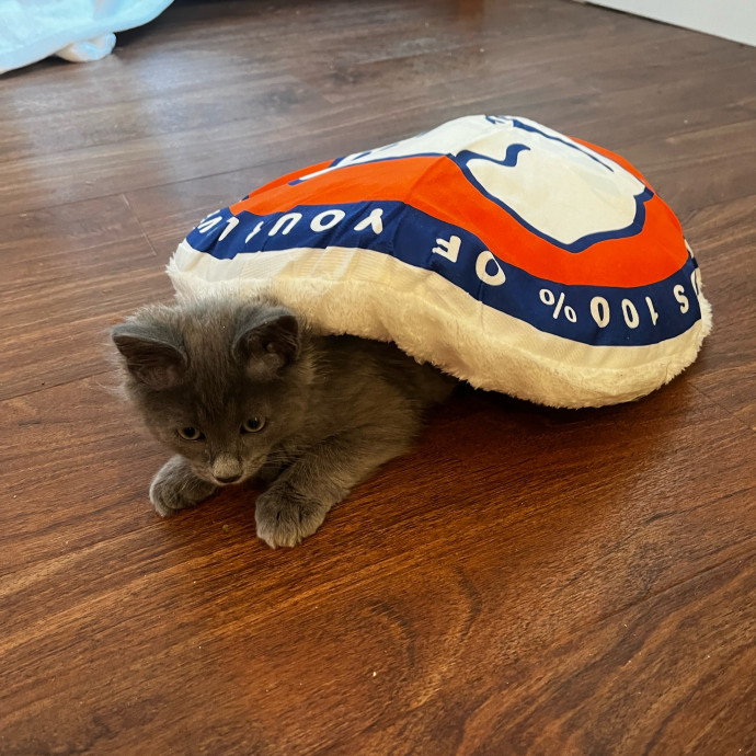 Lifelong Cat Loaf Lover