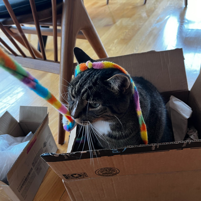 Lifelong Cat Loaf Lover