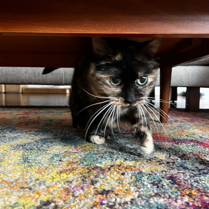 Lifelong Cat Loaf Lover