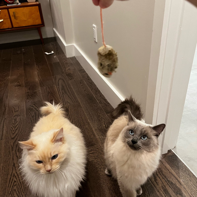 Lifelong Cat Loaf Lover
