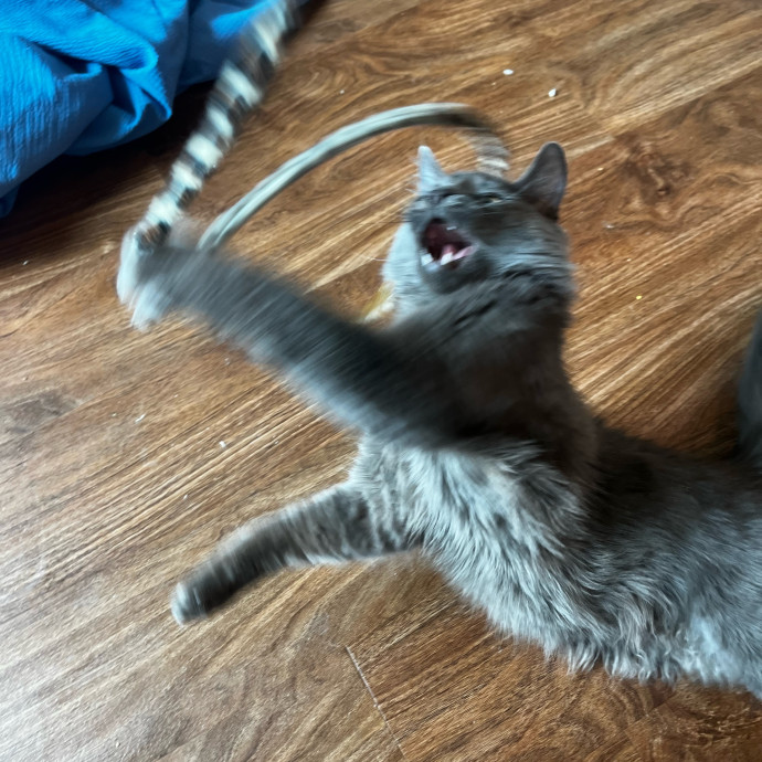 Lifelong Cat Loaf Lover