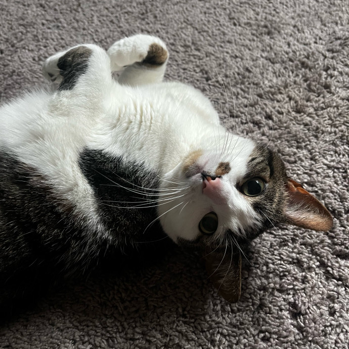 Lifelong Cat Loaf Lover