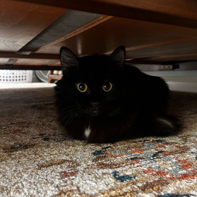 Lifelong Cat Loaf Lover
