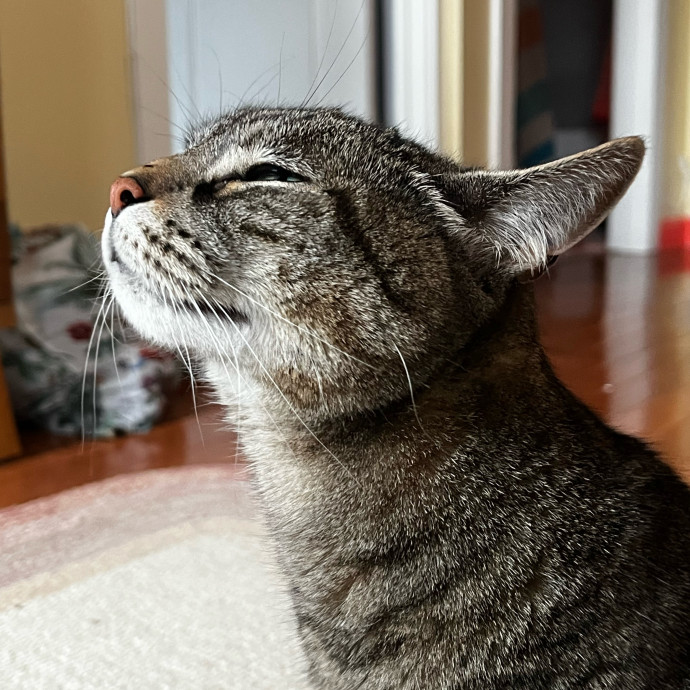 Lifelong Cat Loaf Lover