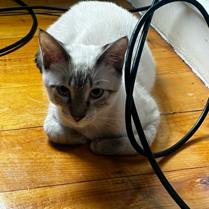 Lifelong Cat Loaf Lover