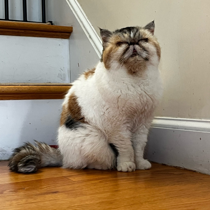Lifelong Cat Loaf Lover