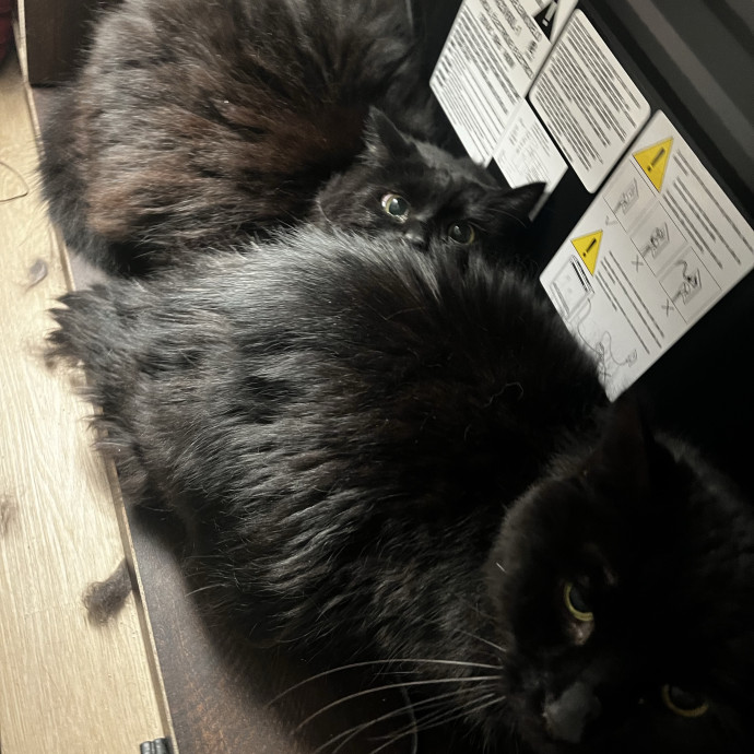 Lifelong Cat Loaf Lover