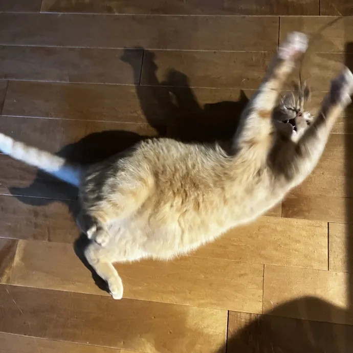 Lifelong Cat Loaf Lover photo 3