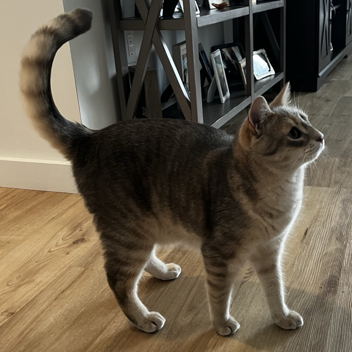 Lifelong Cat Loaf Lover