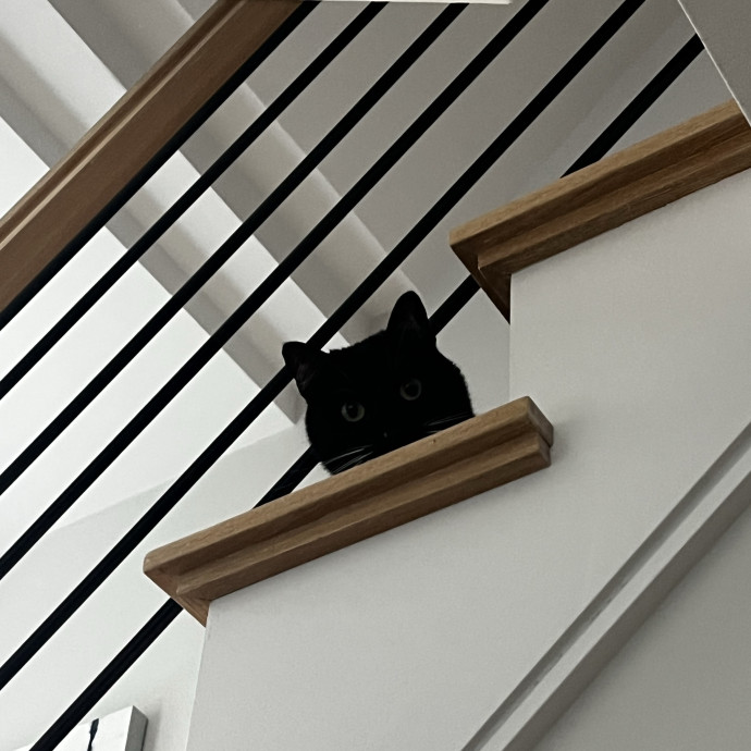 Lifelong Cat Loaf Lover photo 3
