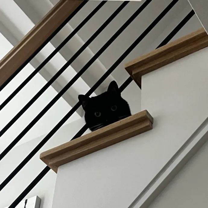 Lifelong Cat Loaf Lover photo 3