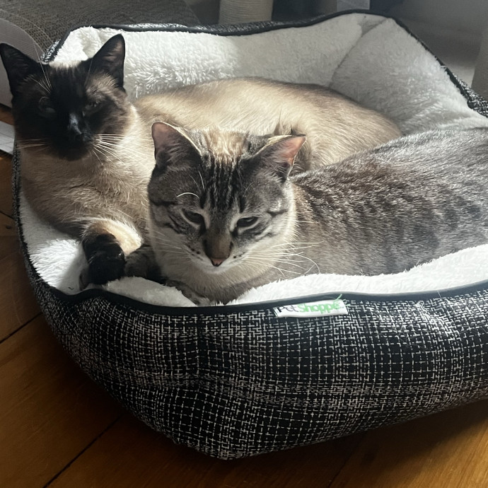 Lifelong Cat Loaf Lover photo 2