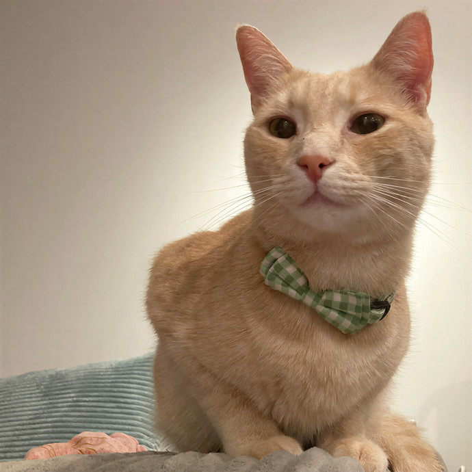 Sydney Cat Sits