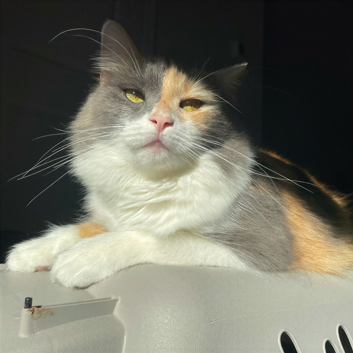 Sydney Cat Sits