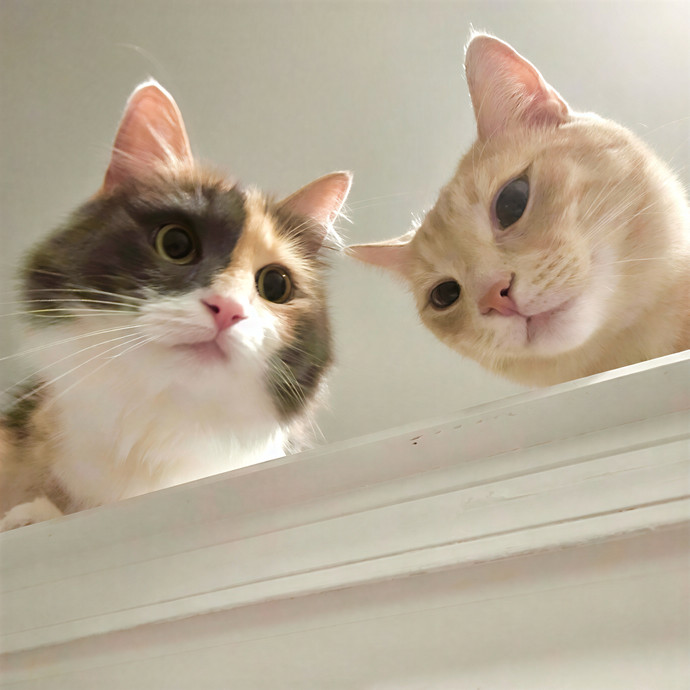 Sydney Cat Sits