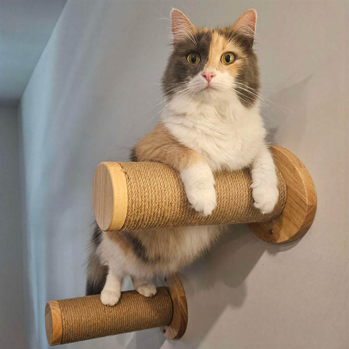 Sydney Cat Sits