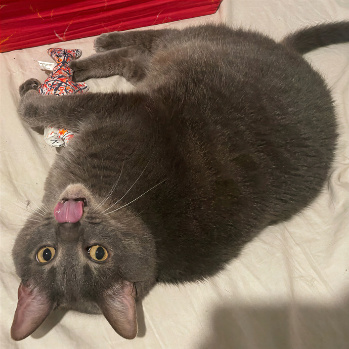 Sydney Cat Sits