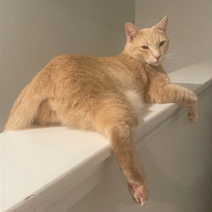 Sydney Cat Sits