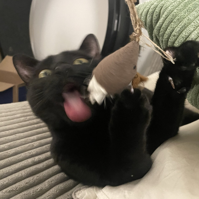 Sydney Cat Sits