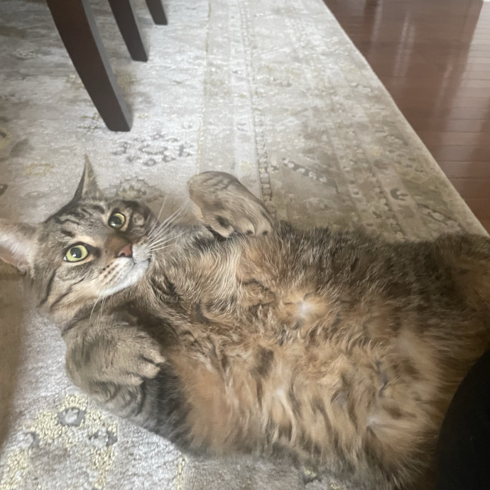 Sydney Cat Sits