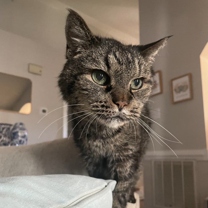 Sydney Cat Sits
