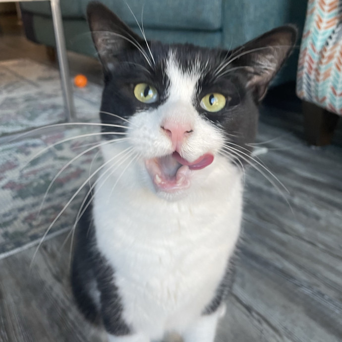 Sydney Cat Sits