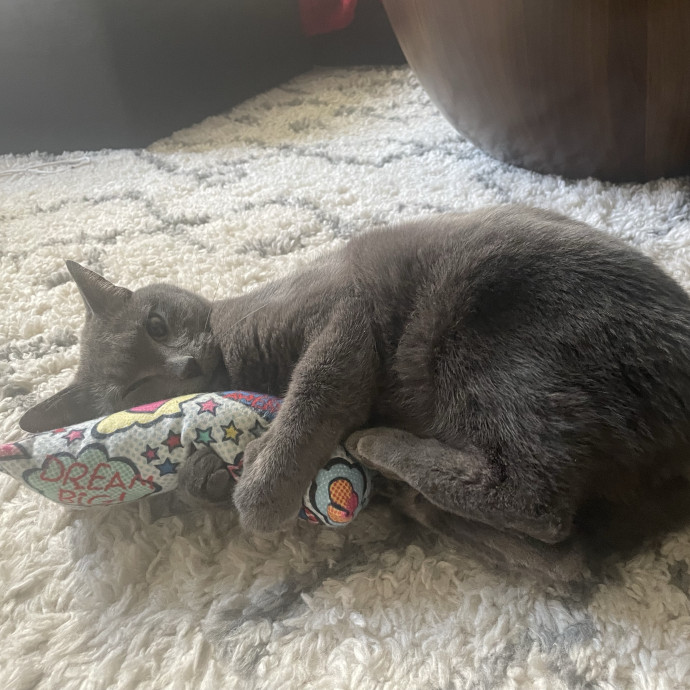 Sydney Cat Sits photo 3