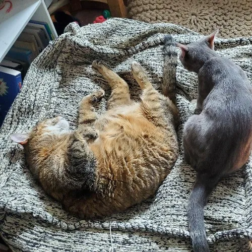 Amy's Catnip Cat Sitting photo 3