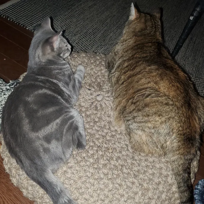 Amy's Catnip Cat Sitting photo 2