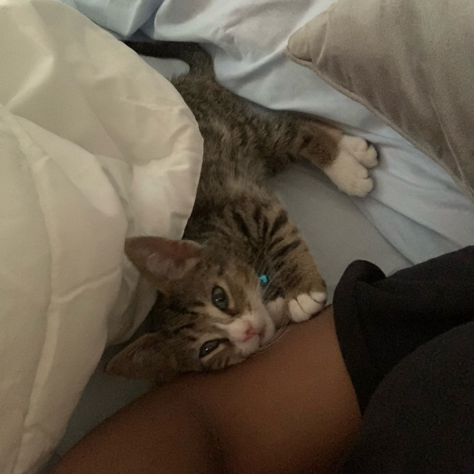 Treating Your Cat Like Family