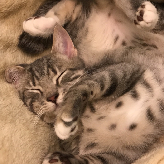 Treating Your Cat Like Family
