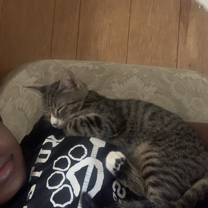 Treating Your Cat Like Family