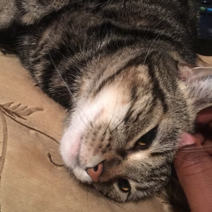 Treating Your Cat Like Family