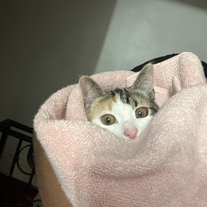 Treating Your Cat Like Family photo 3
