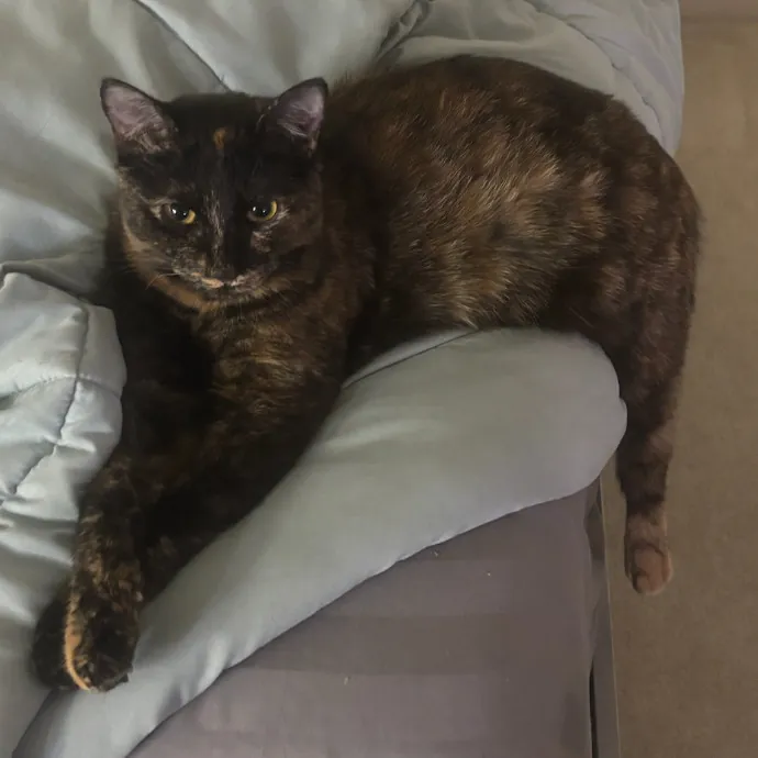 The Cool Cat Auntie photo 4