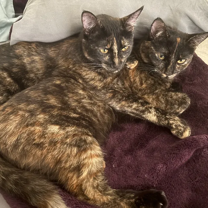 The Cool Cat Auntie photo 3