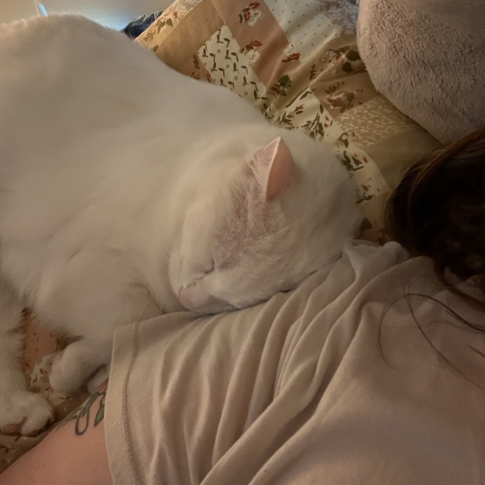 Cozy Cats Nurturing Cat Care photo 3