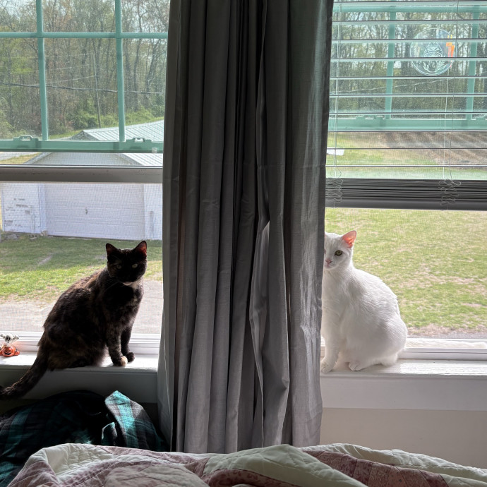 Cozy Cats Nurturing Cat Care photo 2